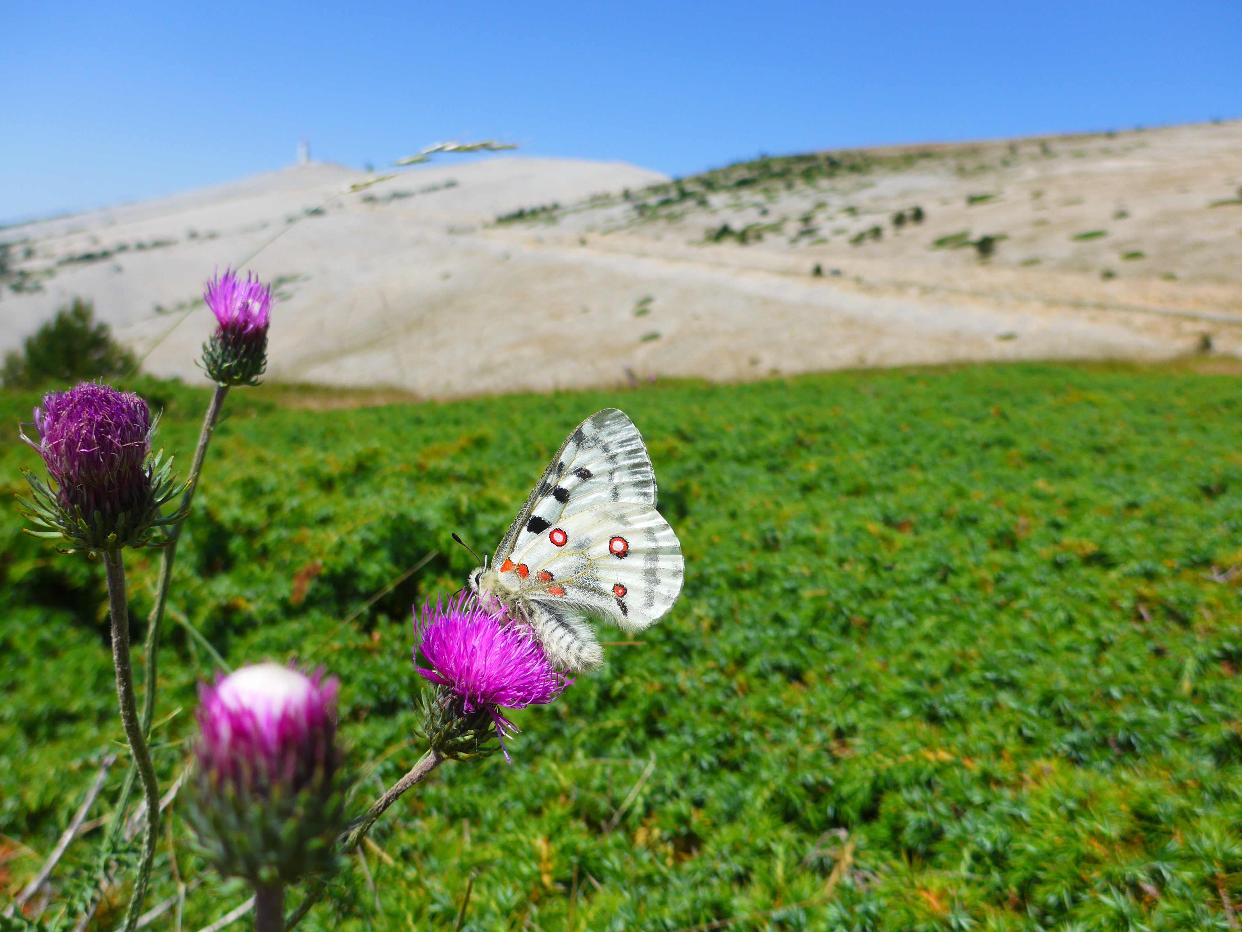 Parnassius apollo - Apollon ©M. DUSACQ/SMAEMV