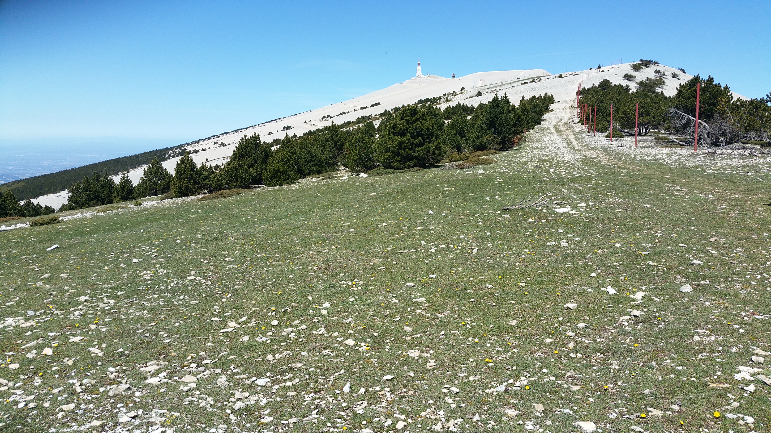 Pelouse de crête - Mont-Ventoux