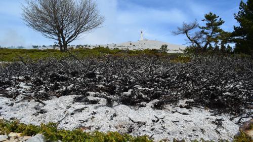 genevrier_brule_-_mont_ventoux.jpg