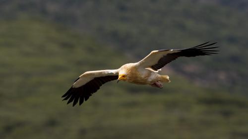 vautour_percnoptere.jpg